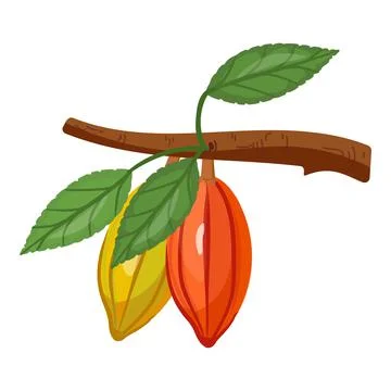 Cocoa branch icon cartoon vector. Tree bean Stock Illustration