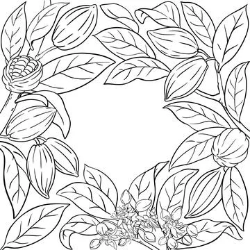 Cocoa Branch with Nuts Outline Frame. Stock Illustration