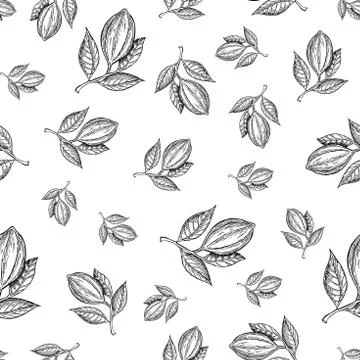 Cocoa branch vector seamless pattern. Superfood drawing. Isolated hand draw.. Illustrazione stock