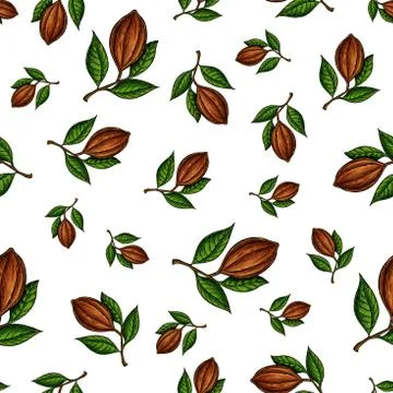 Cocoa branch vector seamless pattern. Superfood drawing. Organic Stock Illustration