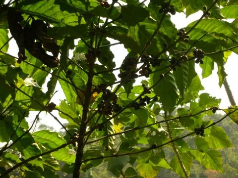A cocoa bush Foto stock