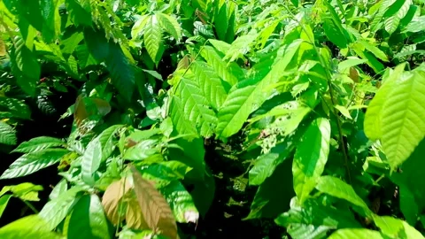 A cocoa cacao seedling plant tree nursery on a tropical island in Stock Footage 157292170