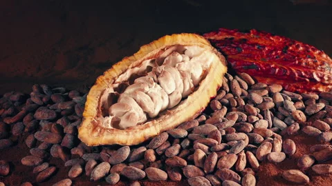 Cocoa Chocolate Fruit And Beans Stock Footage 333698398