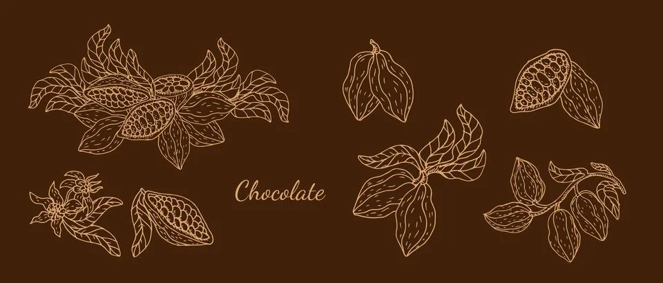 Cocoa chocolate fruit branch and pods set. Hand drawn sketch of cacao beans Ilustração Stock