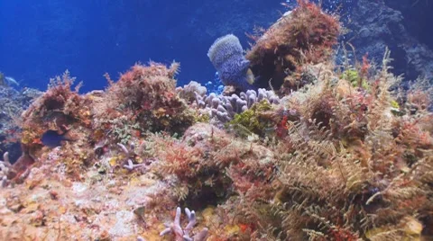 Cocoa Damselfish Vidéo 8735972