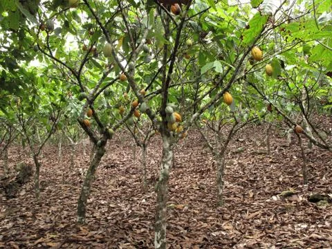 Cocoa farm Photos