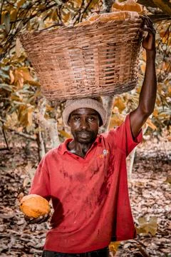 Cocoa farmer Stock Photos