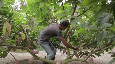 Cocoa Farmer Pruning Cocoa Trees in the Plantation Stock Footage 157093404