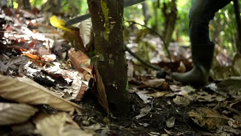 Cocoa farmer removing leaves of the ground. Stock Footage 152914926