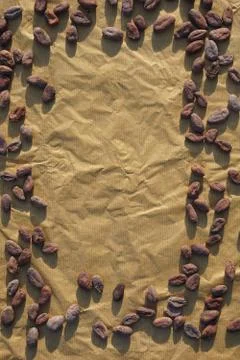 Cocoa flat lay  concept with raw cocoa beans  on craft paper  background, Stock Photos