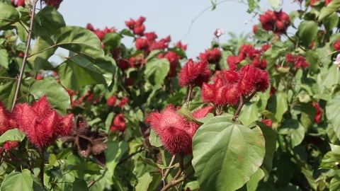 COCOA FLOWER PLANT Stock Footage 306692992
