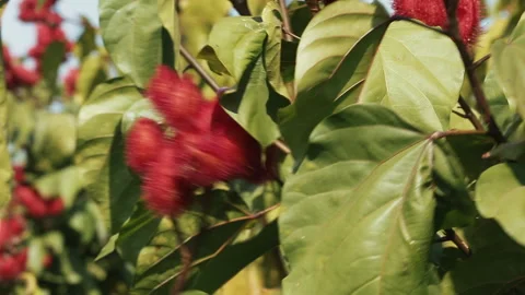 COCOA FLOWER PLANT Stock Footage 306693200