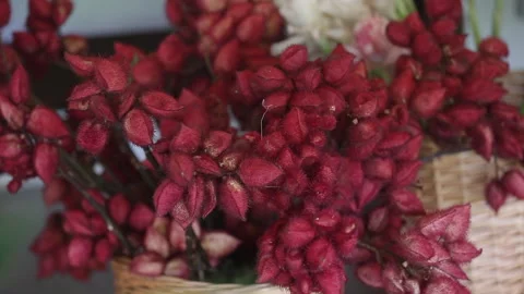 COCOA FLOWER PLANT Stock Footage 308248996
