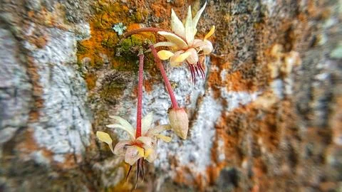 Cocoa flowers bloom Stock Photos