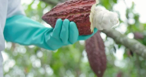 Cocoa Stock Footage 125081121