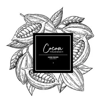 Cocoa frame. Vector superfood drawing template.  Fruit, leaf and Illustrazione stock