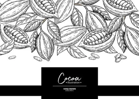 Cocoa frame. Vector superfood drawing template.  Fruit, leaf and Stock Illustration