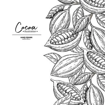 Cocoa frame. Vector superfood drawing template.  Fruit, leaf and Stock Illustration