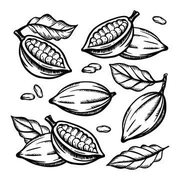 COCOA FRUIT And Cocoa Beans Clip Art Vector Illustration Set Stock Illustration