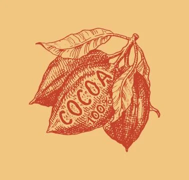 Cocoa fruit. Beans or Grains. Vintage badge or logo for t-shirts, typography Stock Illustration