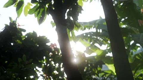 Cocoa fruit with a beautiful sunlight during sunset or sunrise in a Stock Footage 152914923