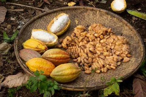 Cocoa fruit that is being dried on a container made of rattan Stock Photos