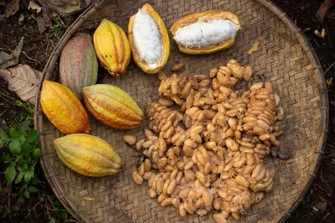 Cocoa fruit that is being dried on a container made of rattan Stock Photos