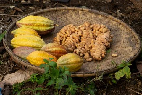 Cocoa fruit that is being dried on a container made of rattan Stock Photos