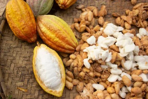 Cocoa fruit that is being dried on a container made of rattan Stock Photos