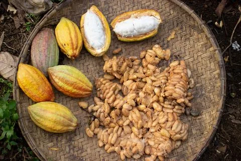 Cocoa fruit that is being dried on a container made of rattan Stock Photos
