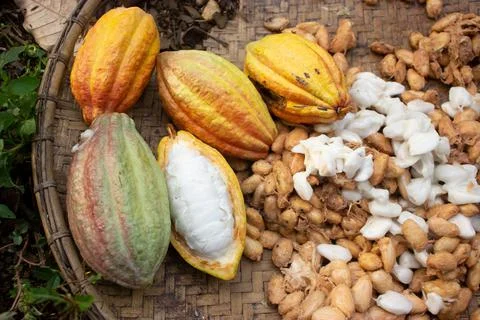 Cocoa fruit that is being dried on a container made of rattan Stock Photos