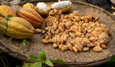 Cocoa fruit that is being dried on a container made of rattan Stock Photos