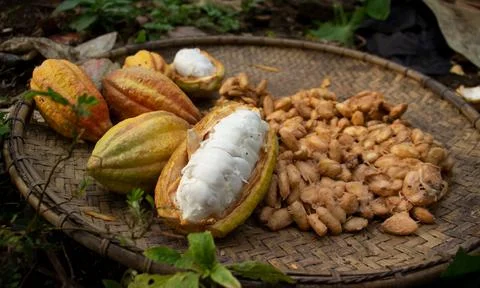 Cocoa fruit that is being dried on a container made of rattan Stock Photos
