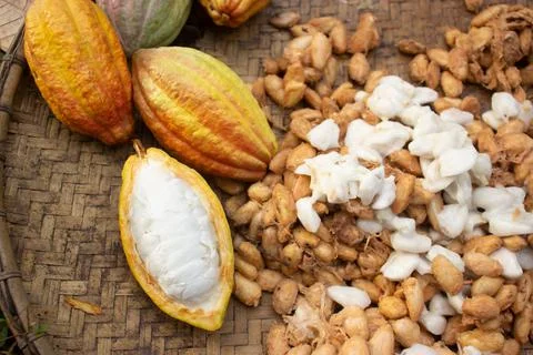 Cocoa fruit that is being dried on a container made of rattan Stock Photos