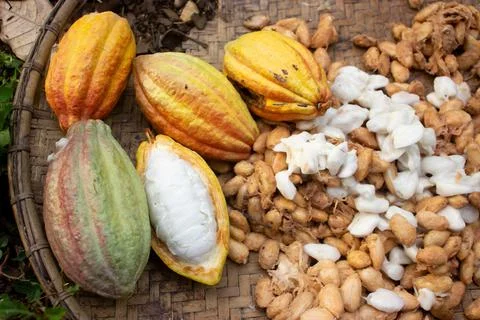 Cocoa fruit that is being dried on a container made of rattan Stock Photos