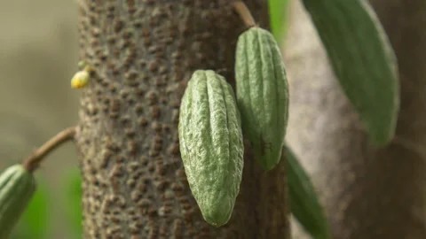 Cocoa fruit on cacao tree Stock Footage 141921422