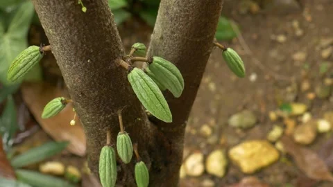 Cocoa fruit on cacao tree 動画素材 141921478