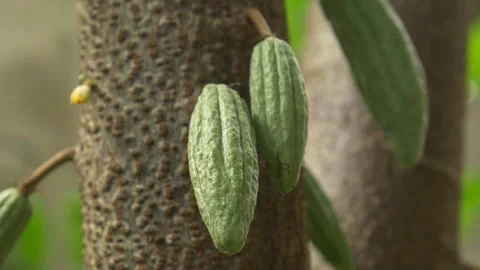 Cocoa fruit on cacao tree 動画素材 141921495
