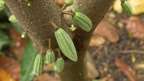 Cocoa fruit on cacao tree Stock Footage 141921496