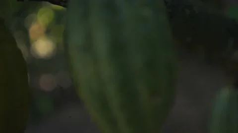Cocoa fruit in a cinematic slow motion. Focused and defocused. Congo, Stock Footage 152914917