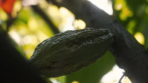 Cocoa fruit in a cinematic slow motion. Stock Footage 152914925
