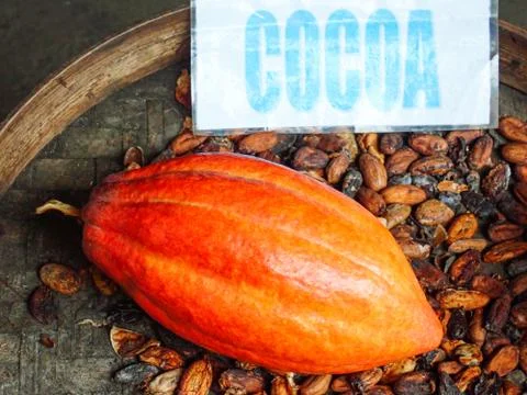 Cocoa fruit close up 库存照片
