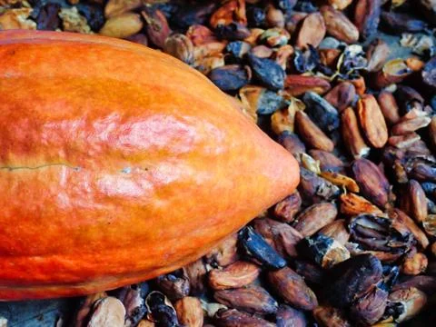 Cocoa fruit close up Fotos de archivo
