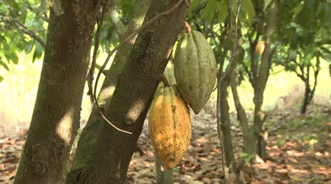 Cocoa fruit Stock Footage 25710143
