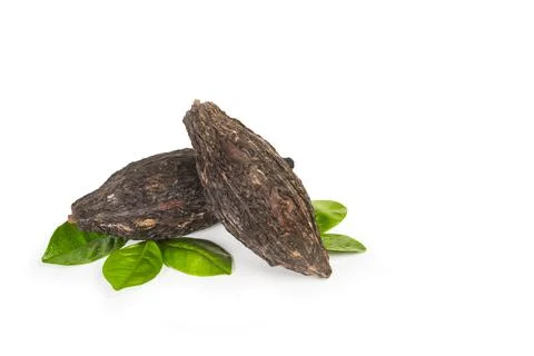 Cocoa fruit isolated on a white background Stock Photos