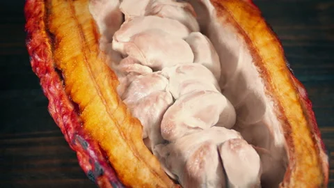 Cocoa Fruit Is Opened Sequence - Chocolate Making Ingredient Stock Footage 231653235