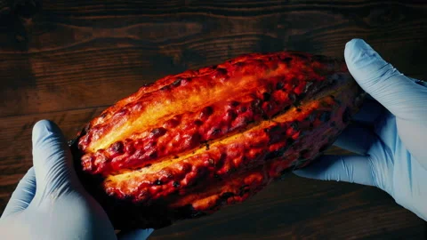 Cocoa Fruit Is Opened Sequence Stock Footage 242110497