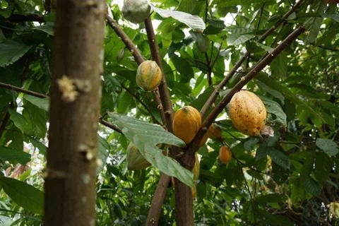 Cocoa Fruit Foto stock