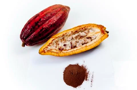 Cocoa Fruit Stock Photos