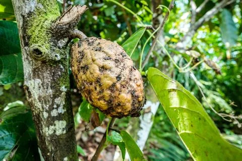 Cocoa fruit Stock Photos